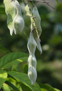 豆科植物鸡血藤的荚果