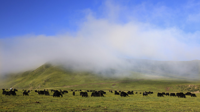 藏区牦牛群