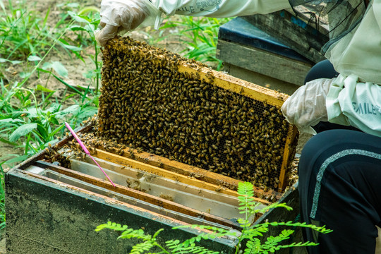 中华蜂养殖场