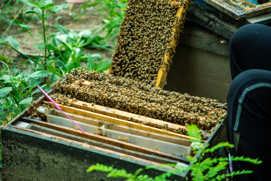 中华蜂养殖场