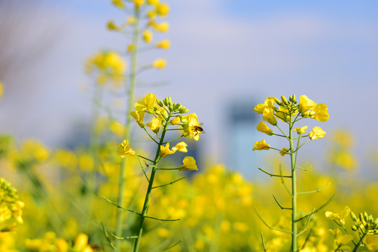 油菜花