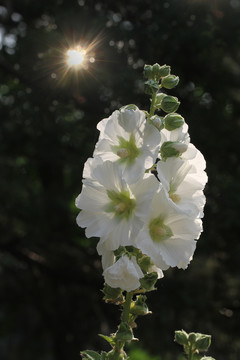 蜀葵