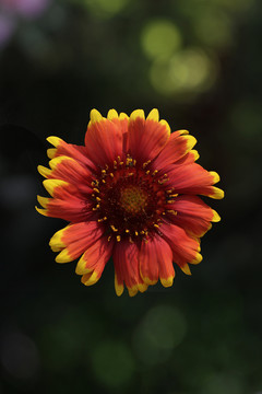 天人菊