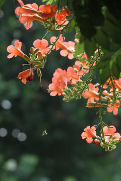 凌霄花