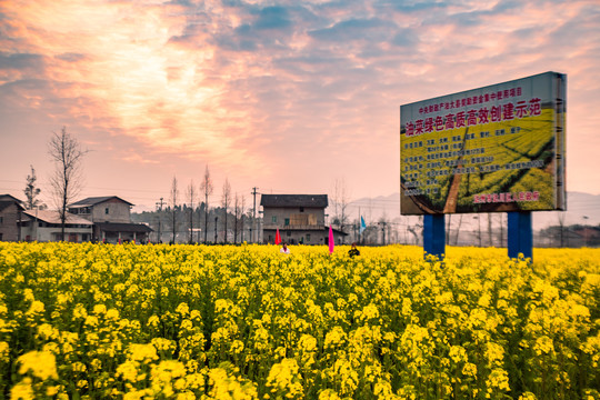 油菜花