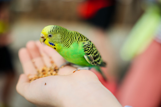 鹦鹉喂食