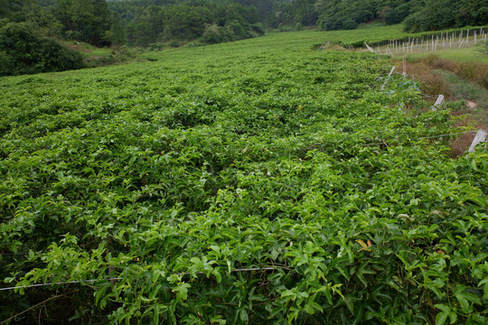 百香果