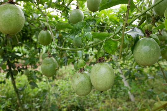 百香果