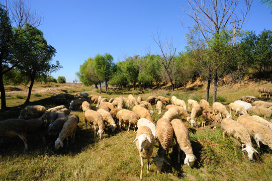 乡村牧羊