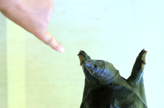 野生大甲鱼