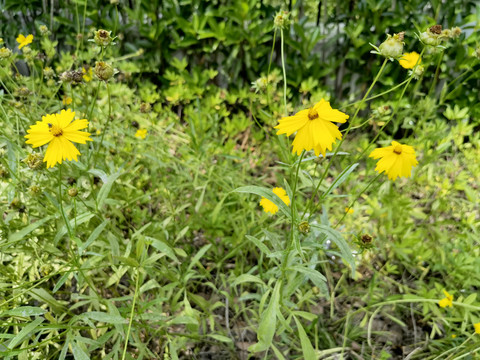 野菊花图片