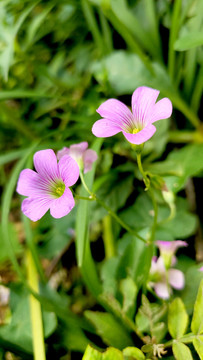 红花酢浆草