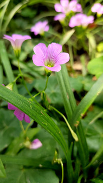 红花酢浆草