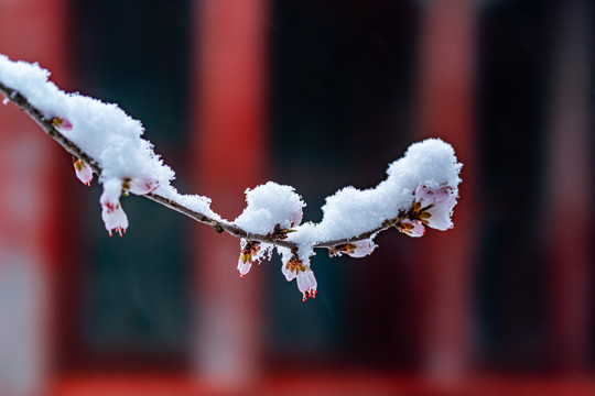 颐和园雪后桃花