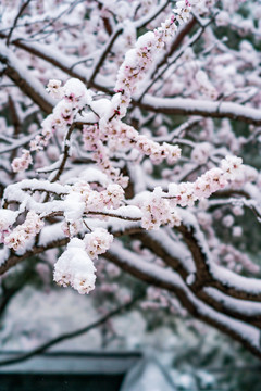 颐和园雪后桃花