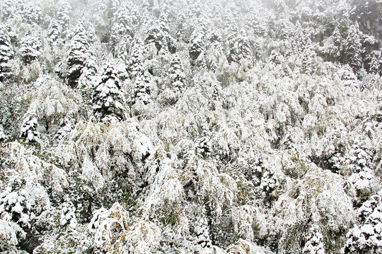 雪景