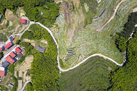 田园风光