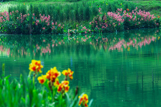 湖畔花