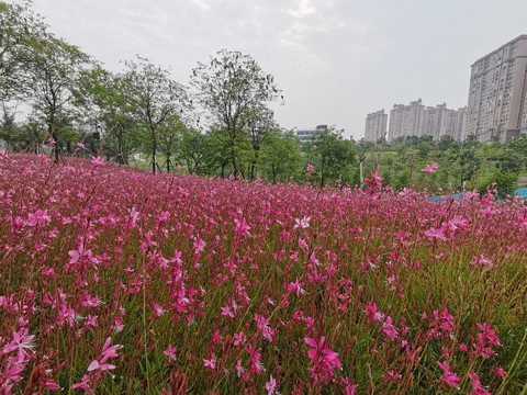 山桃草花