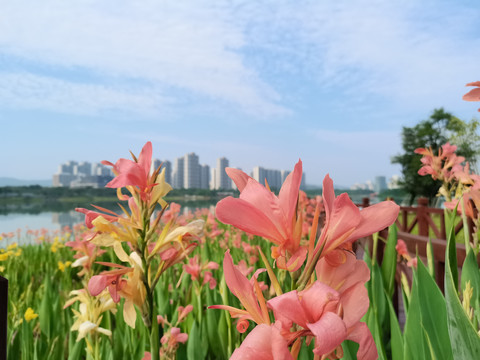 黄菖蒲花