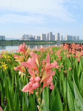 黄菖蒲花