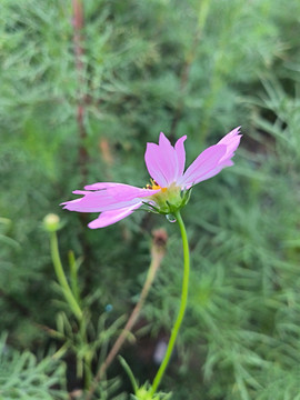 雨后格桑花波斯菊