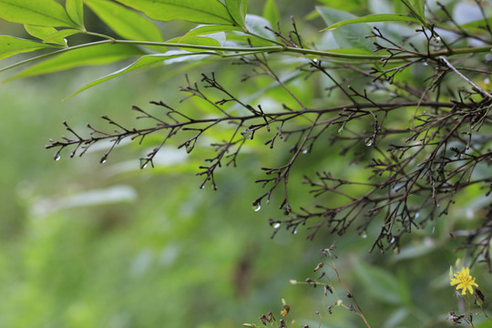 雨后枝叶