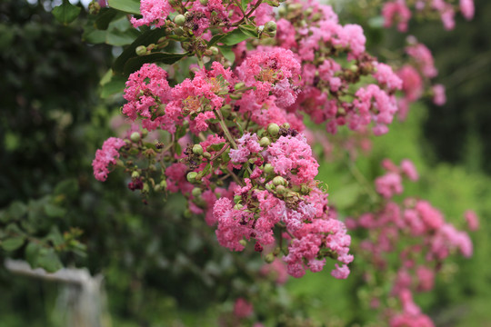 雨后花特写