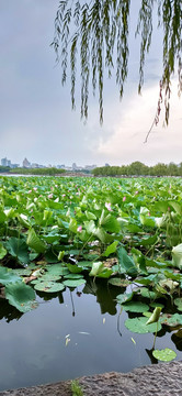 夏日雨后荷塘