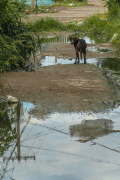 雨后村庄小路上的积水和野狗