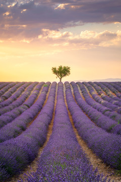 法国普罗旺斯薰衣草花田美景