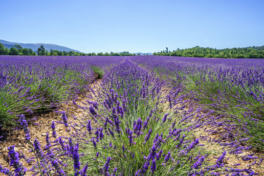 法国普罗旺斯薰衣草花田美景