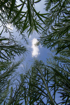 草丛天空