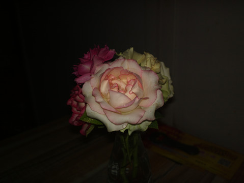 月季花