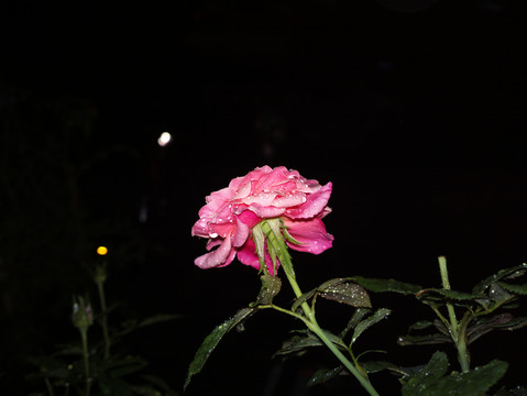 月季花