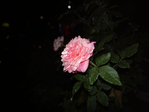 月季花