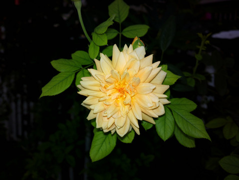 月季花
