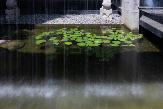 水帘后的水莲