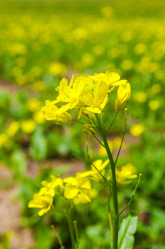 油菜花