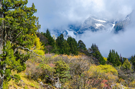 长坪沟四姑娘山