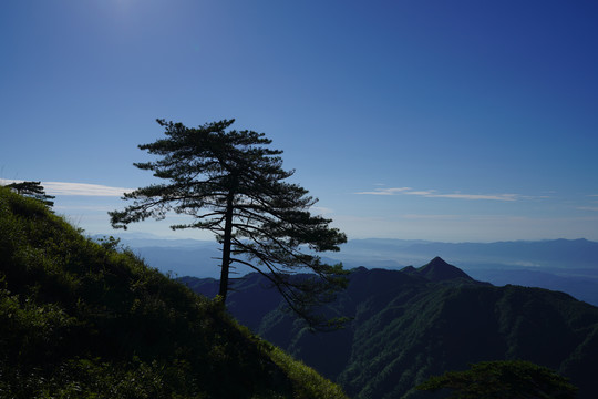 武功山松树