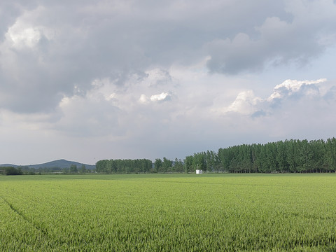 麦田