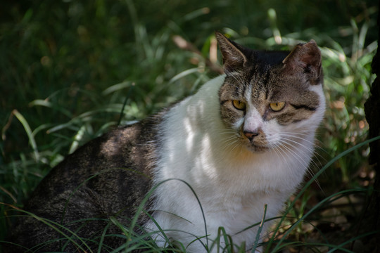 严肃的猫