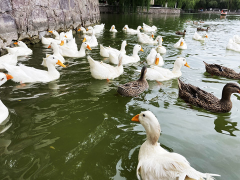 鸭子戏水