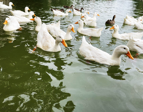 一群大白鸭散养鸭子