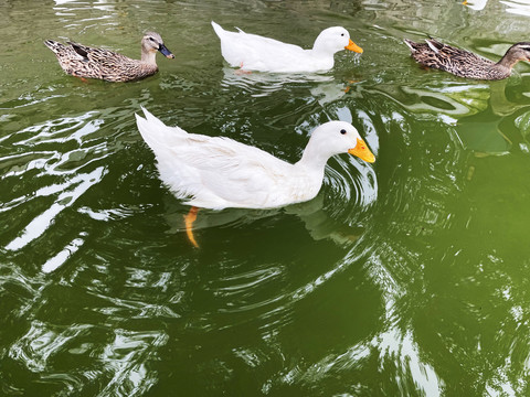 大白鸭散养鸭子