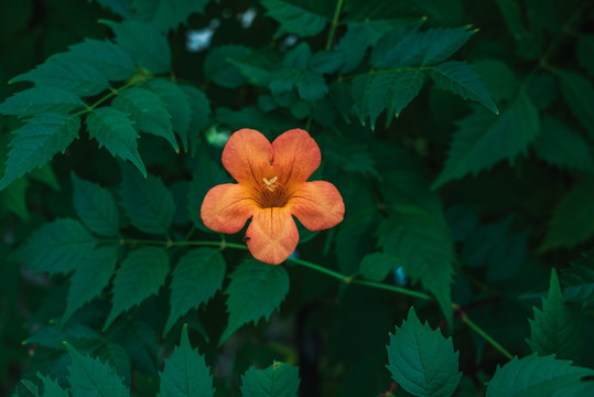 凌霄花