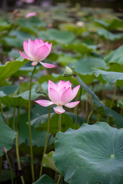 洪湖公园荷花