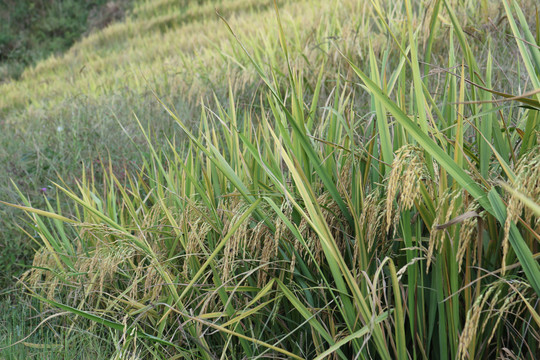 水稻麦穗