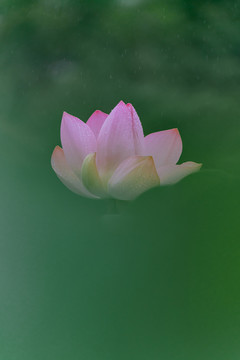 雨中的荷花